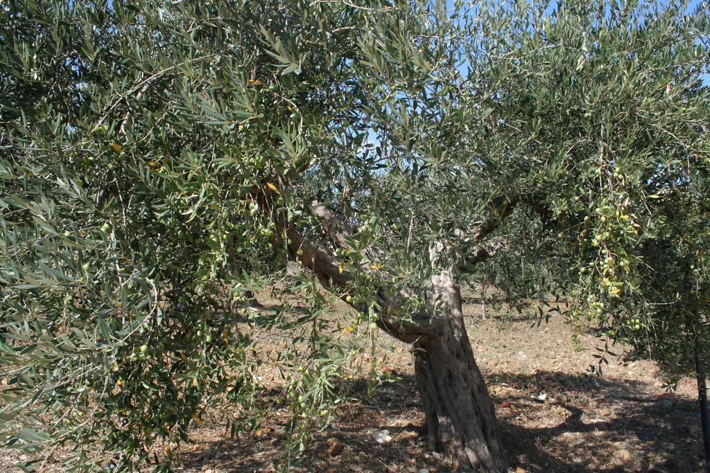 B&B Baglio Degli Ulivi Crocevie 외부 사진